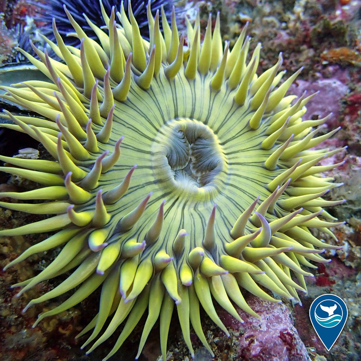 Sanctuaries (NOAA) (@sanctuaries) on Twitter photo Happy #PiDay! 🥧
This sea anemone in <a href="/NOAA_CINMS/">NOAA Channel Islands NMS</a> isn’t a pie and we definitely wouldn’t recommend eating it. BUT, sea anemones do exhibit radial symmetry, meaning they’re symmetrical around a center point, like a pie, and you could measure their circumference using pi. Happy #PiDay! 🥧
This sea anemone in <a href="/NOAA_CINMS/">NOAA Channel Islands NMS</a> isn’t a pie and we definitely wouldn’t recommend eating it. BUT, sea anemones do exhibit radial symmetry, meaning they’re symmetrical around a center point, like a pie, and you could measure their circumference using pi.