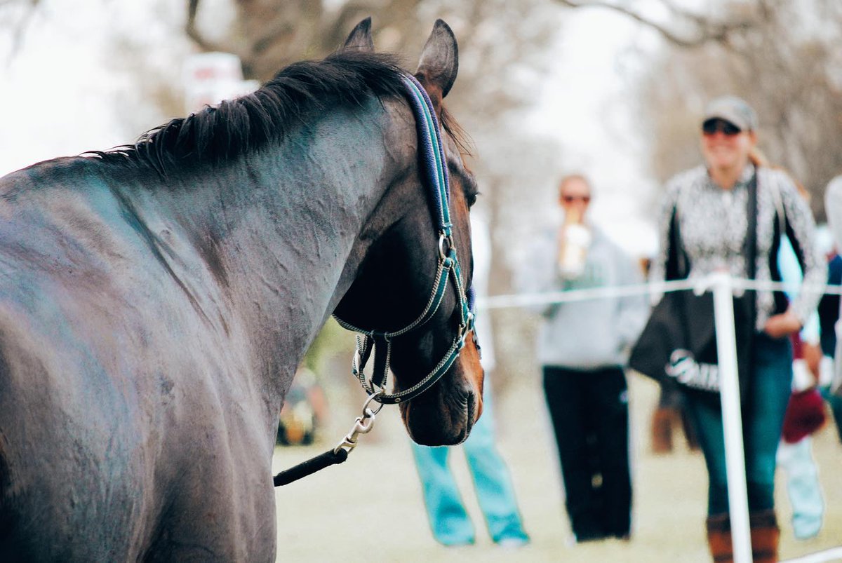 GotoGtown's tweet photo. There's nothing like meeting some new friends to warm you up when its cold outside! ๐๐ด #GoToGtown #TravelKY
๐ธ: hannahfergusonphotography https://t.co/B9rJayR9OP