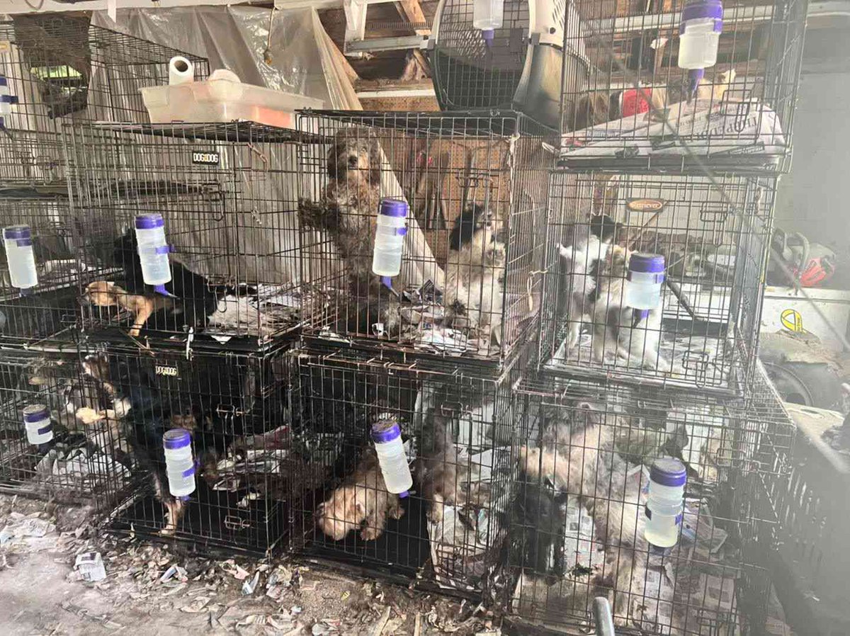 karenmruci's tweet photo. Since there are no forms of inspections, there is no authority which makes sure the regulations placed are being met at the facility. Furthermore proving that these puppies are kept in facilities that have little to no regard for their wellbeing.   #39canimals https://t.co/leXCOd1Bag