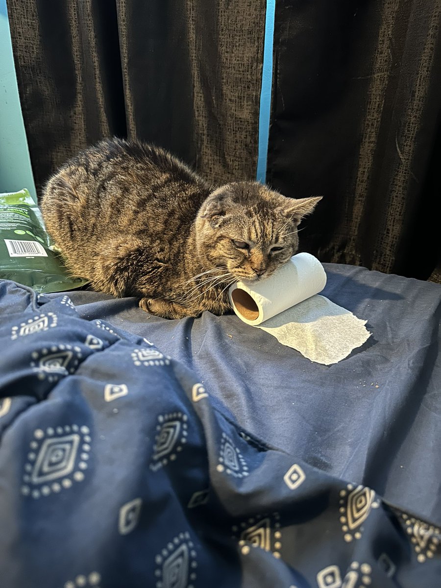 always_be's tweet photo. She’s using the TP like a pillow! 😂 #MiniTheCat #seniorcat https://t.co/o3djpXwEjh