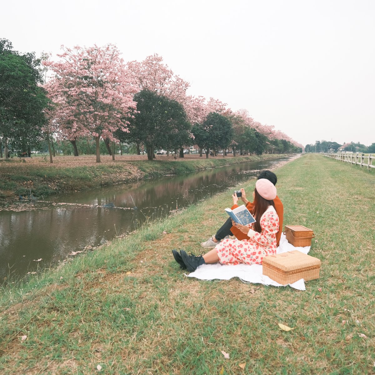 Kanbokeh's tweet photo. Blooming pink flowers like my heart is pink too.🌸🌸🌸 https://t.co/ic48P5Tydg