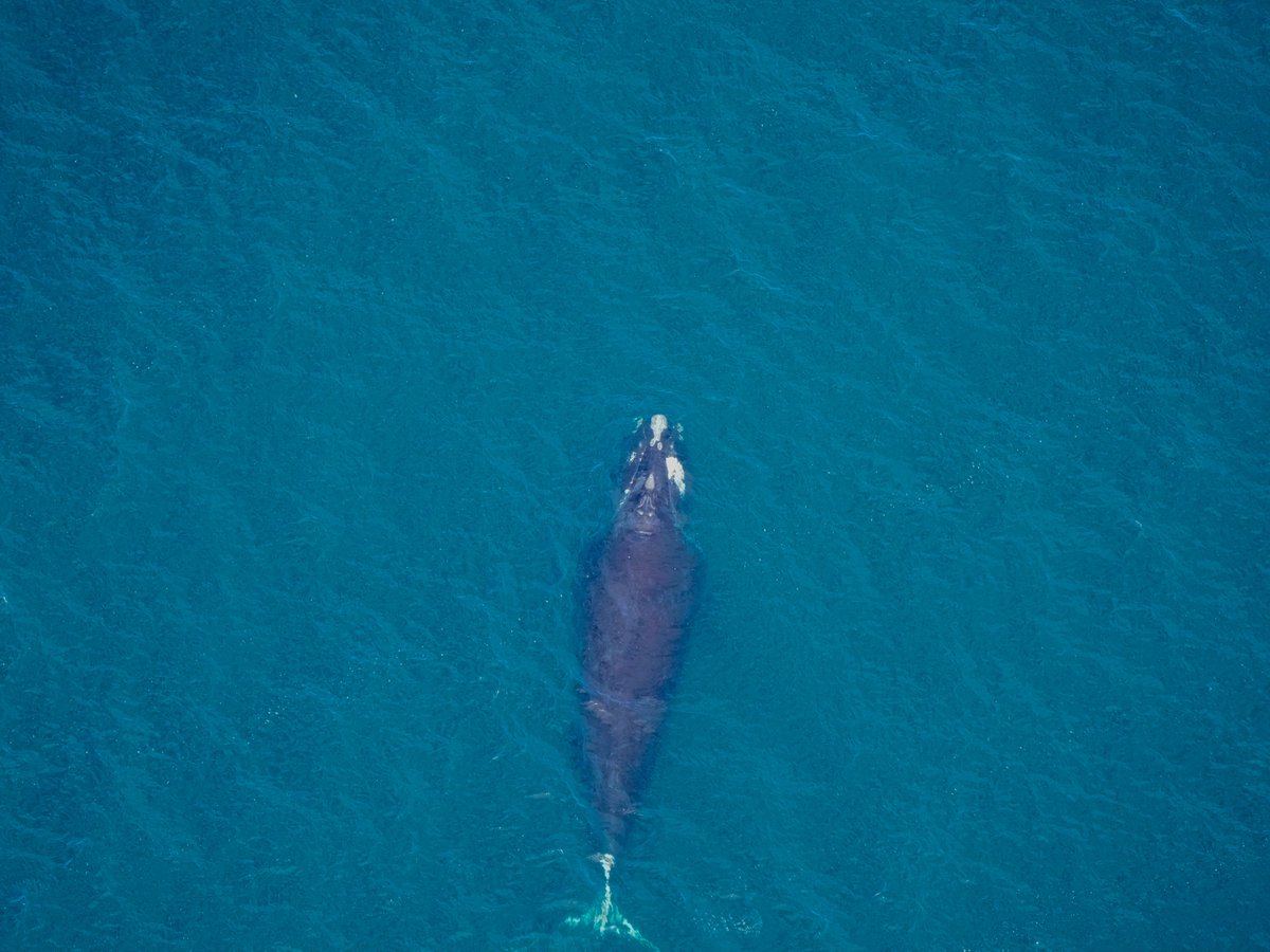 Last week, 24 #NorthAtlanticRightWhales were seen on an #AerialSurvey!

This sighting triggered @NOAA to issue a voluntary 'slow speed zone' for boaters. All mariners in the area are encouraged to slow to 10 knots or below in these #DynamicManagementAreas.

📸:NMFS permit #25739.