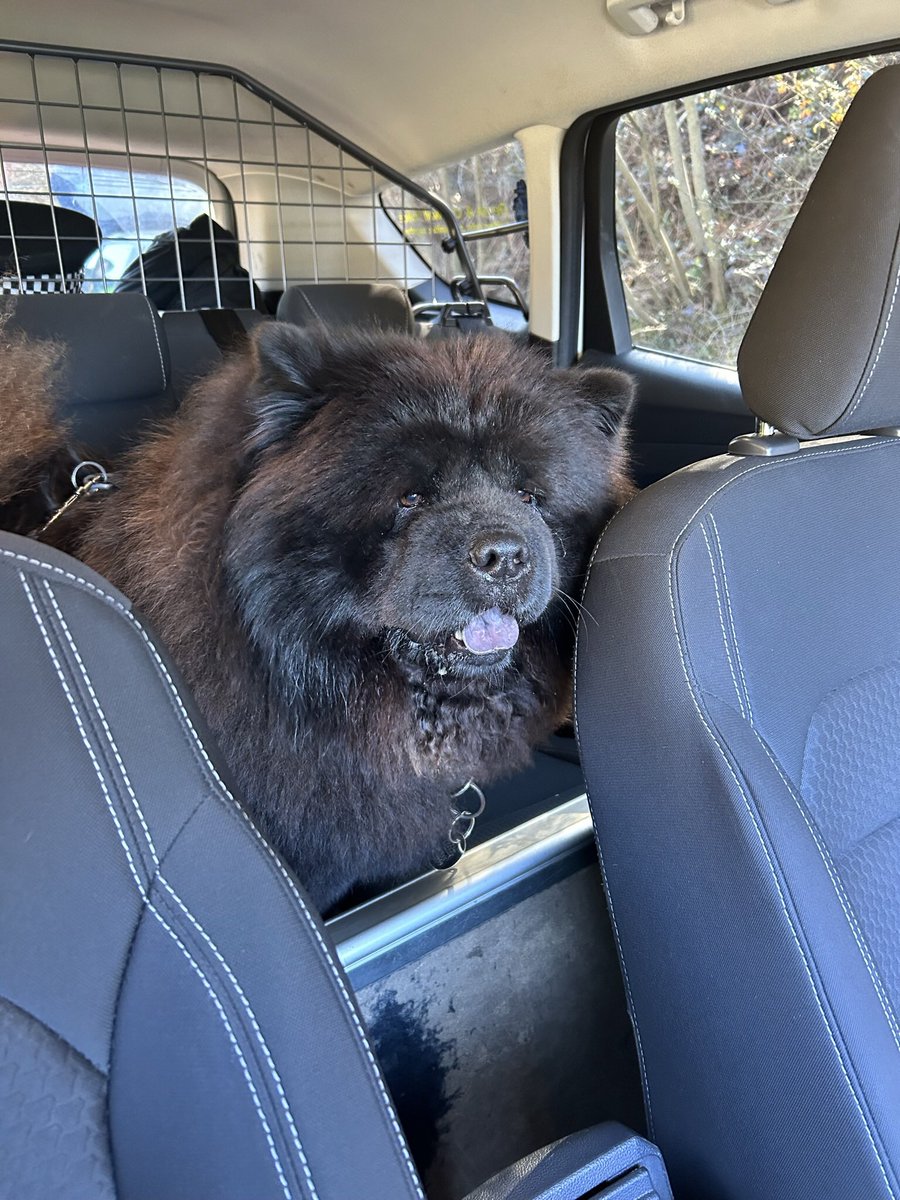 On a slightly lighter note, the pictured (very friendly) dog &amp; owner were brought back to the police station by officers, they had been involved in an RTC on the A30 at Bodmin &amp; were awaiting collection by relatives. Of course we made sure he was well looked after 🐶.