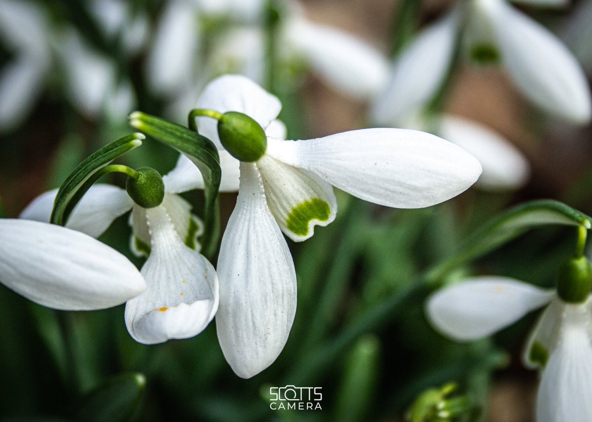 scotts_camera tweet media