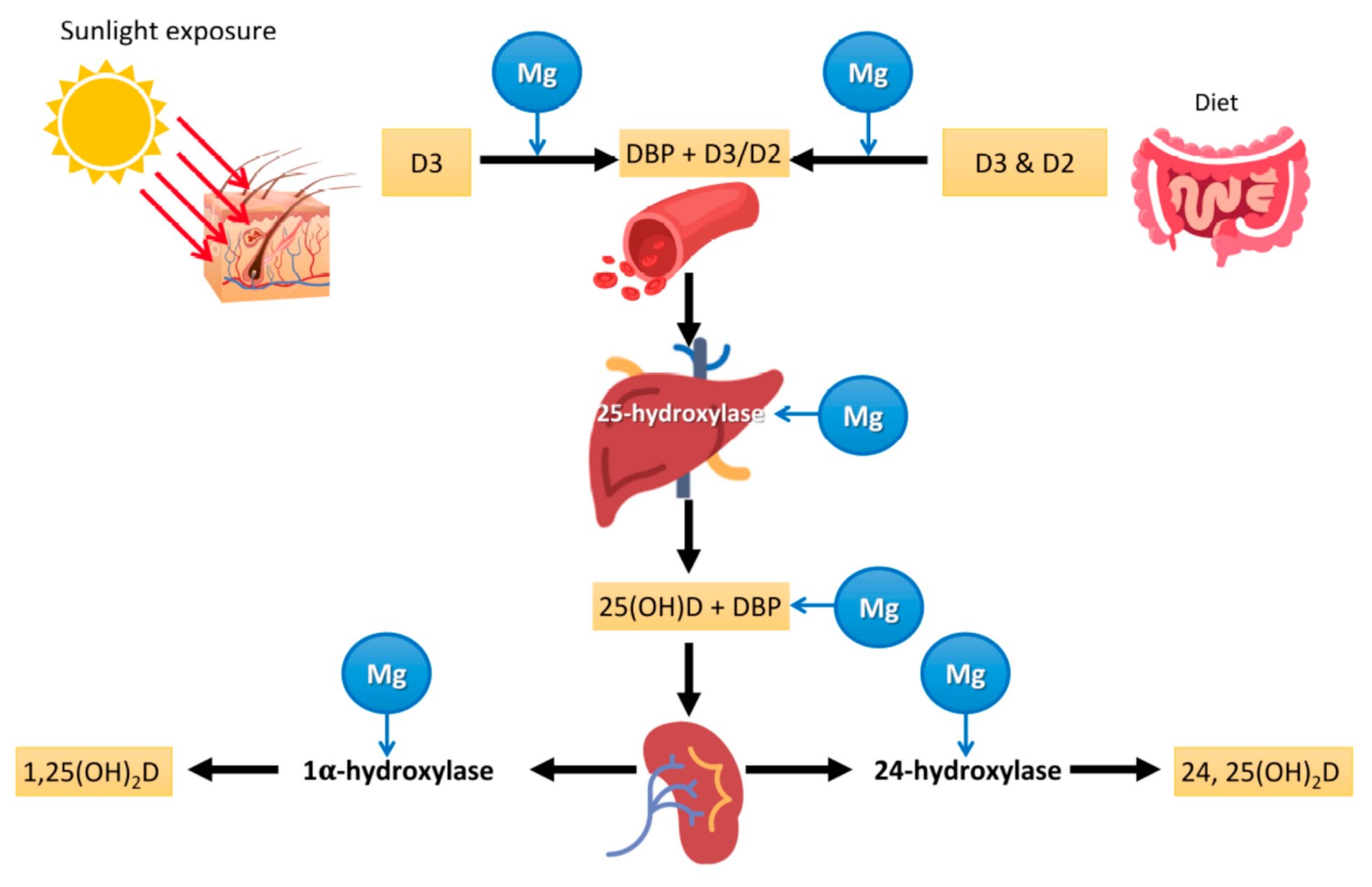 Dr. Simon Goddek on Twitter "2 Magnesium is crucial for the body's