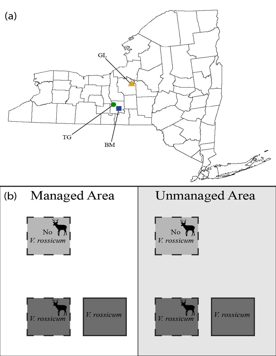 ESAEcosphere's tweet photo. Will removing #InvasivePlants spur native recovery? New research from New York shows this isn't always the case

https://t.co/wjnbltIwM2

#InvasiveSpeciesManagement #EcosystemRestoration #DogStranglingVine #OpenAccess @suny_cortland @newyorkflora https://t.co/ra7x0fr1nq