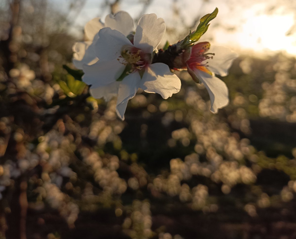 Almudenacl22's tweet photo. Estado predominante en nuestros almendros

👉🌸 F (flor abierta) 

#almendra #almond #floracion #agricultura https://t.co/IAUeQRQlcW