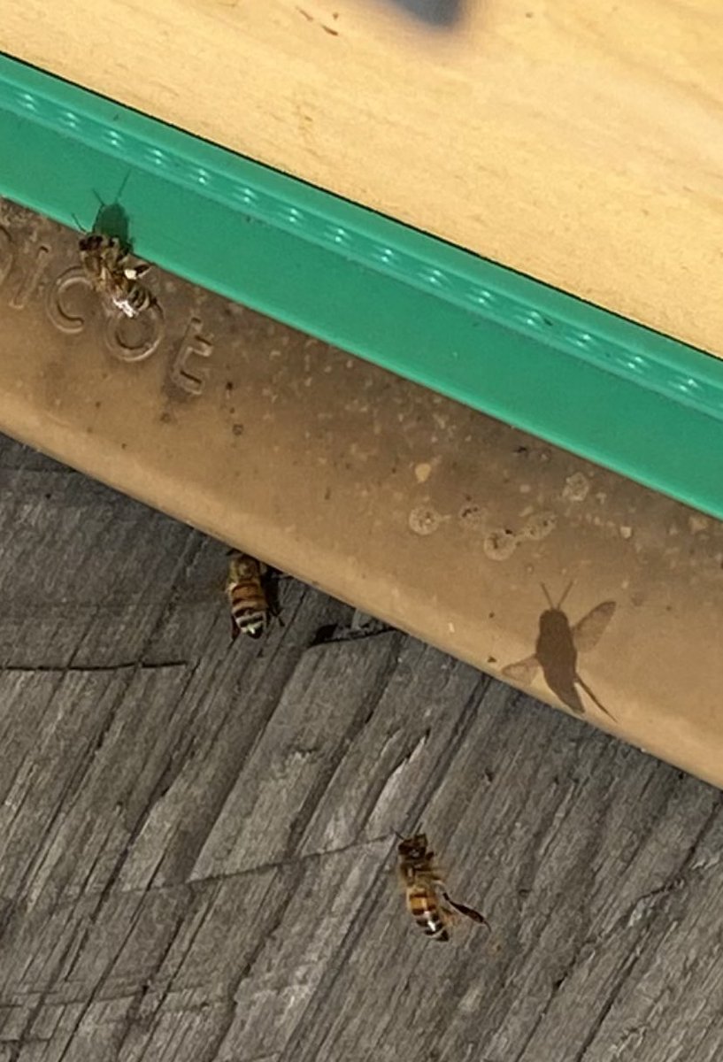 _AnneLala's tweet image. Première rencontre avec les abeilles d’AFNOR. Elles commencent à nourrir les futures ouvrières (pollen et miel stocké dans leur ruche). Et remplissage de pots de miel de 2022 #apiteam