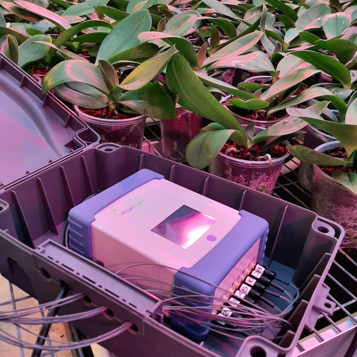 Maarel Orchids delighted with early value added from Vivent biosensors

Read the full story here: hubs.li/Q01GNC4p0
#sustainableagriculture #agtech #orchids #ornamentals