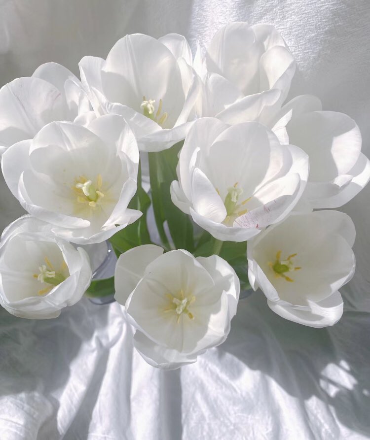 piinkibun's tweet image. white tulips &amp;lt;3