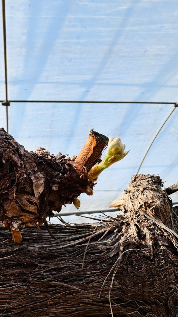 ifarmjp's tweet image. 今年はどんな一年になるのか楽しみ🌱
#sprouting