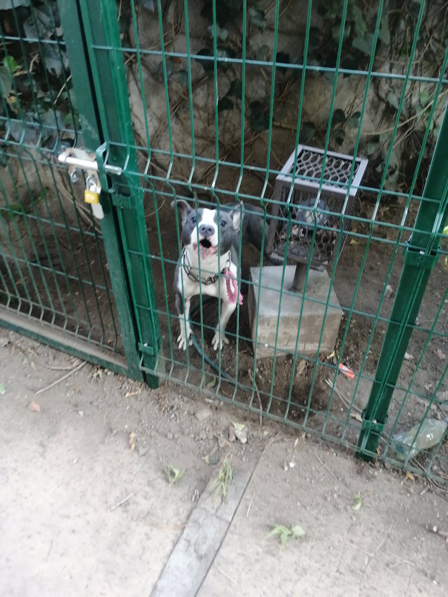 AlmaVaz56's tweet photo. Está este perrito 🐕 encerrado en esta jardinera @MascotasSismo @PrrosPerdidosMX @Animales_CDMX @MarianimaLOVERS @Lacasadelsalchi Alcaldía cuauhtémoc @PAOTmx https://t.co/qr8MuTpNYg