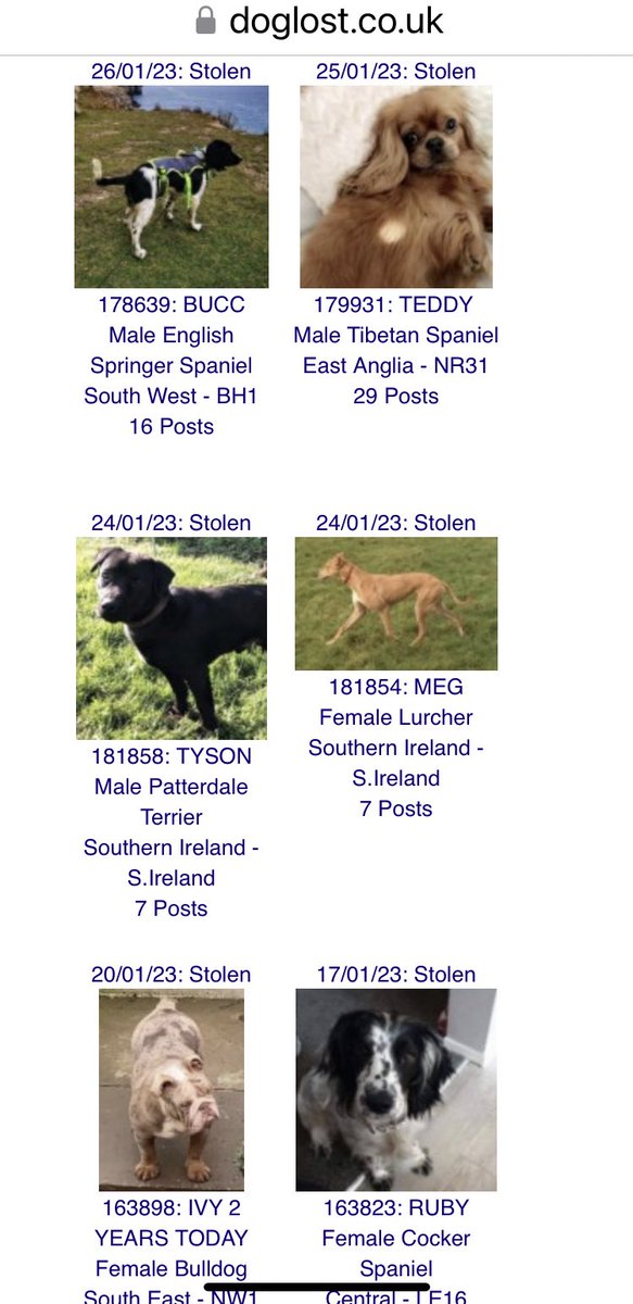 SAMPAuk_'s tweet photo. #PetTheft breaks hearts 💔 Do you recognise any of these #stolen #pets? Dogs are taken from gardens, homes, outside shops, cars or on walks #KeepAlert #StaySafe #DogTheftAwarenessDay #PetTheftReform All these pictured are listed on https://t.co/CqcvWabREd #MakeChipsCount https://t.co/dFBL3HBPUX