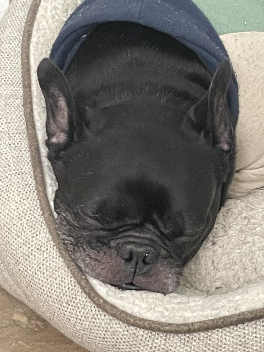 Lookit this sleepy mushy face! #frenchie #frenchbulldog #mushyface