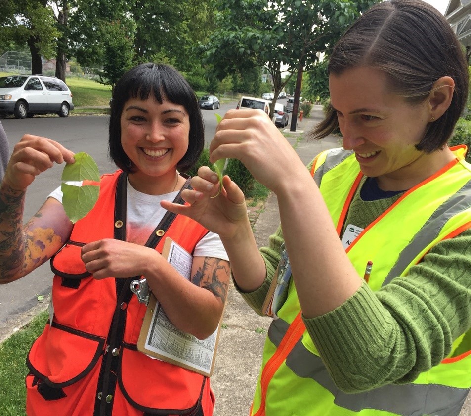 City of Portland Urban Forestry is hiring 10 seasonal staff to conduct data collection for an ongoing Inventory of Street Trees in Portland (May-October). Pay is $24/hr. To apply: tinyurl.com/UFInventory  Spend your summer working with our team!