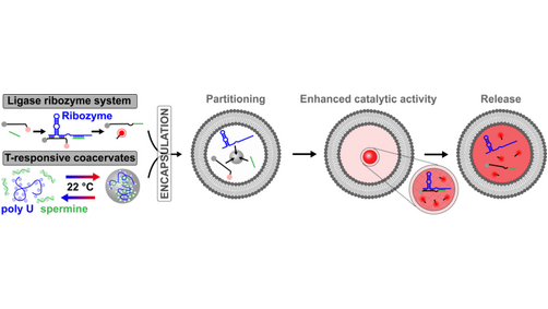 angew_chem's tweet photo. Spatiotemporal Propagation of a Minimal Catalytic RNA Network in GUV Protocells by Temperature Cycling and Phase Separation (Schwille) @MPI_Biochem @AntoineLev #openaccess thanks to #projektDEAL https://t.co/zvTw6UNA1y https://t.co/67okzWh9Q3