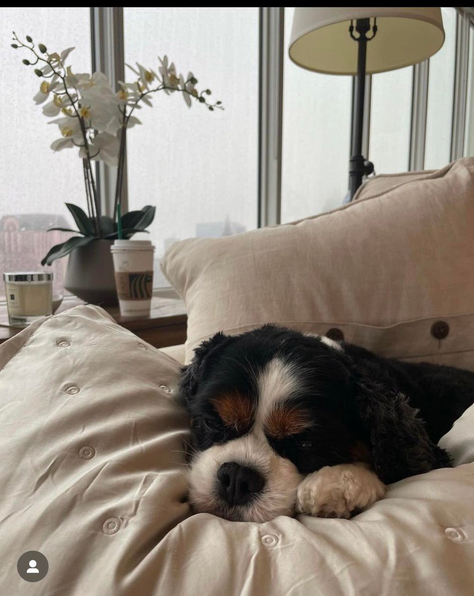Same, Winston, same. The Moderne is pet friendly, so luckily you can enjoy naps with your furry friend. #MKE #LPC #YouBelongHere #DowntownMKE