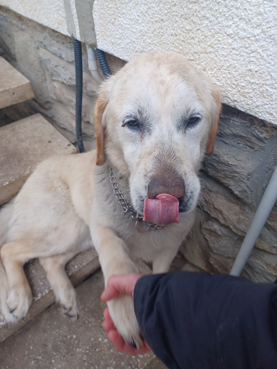 myoldboys's tweet photo. Have a nice day. Here 🌞🌥🌧🌦🌥😅#labJack #tongueouttuesday #ToT  #talesoflab #worldoflabs #labradorsareperfect #labradorlover #ラブラドール大好き  #シェパード大好き #gsdYuri #犬 #シェパード #doglover #gsddog #GermanShepherd https://t.co/5iwfdtEWA1