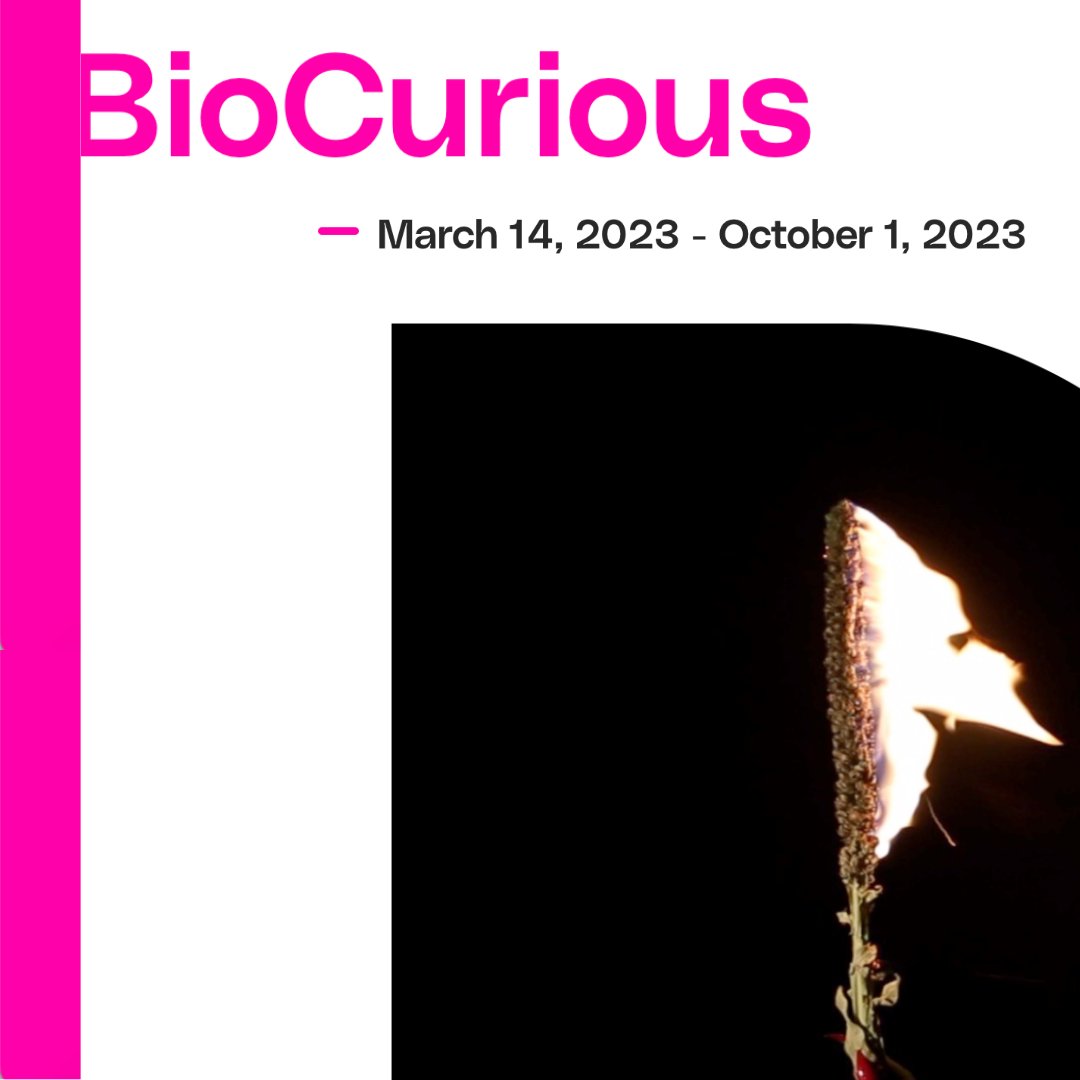 incubatorartlab's tweet photo. #BioCurious is here! 🧫 @artwindsoressex
March 14 -Oct 1, 2023
 @jenniferwilletbioart and 17 artists explore living materials  in a new exhibition
Check out  BioCurious and other works at the upcoming AWE at Night event on March 16, 2023, from 5 - 9 pm.
https://t.co/NG9wp8FMXO https://t.co/wRzohfs6dQ