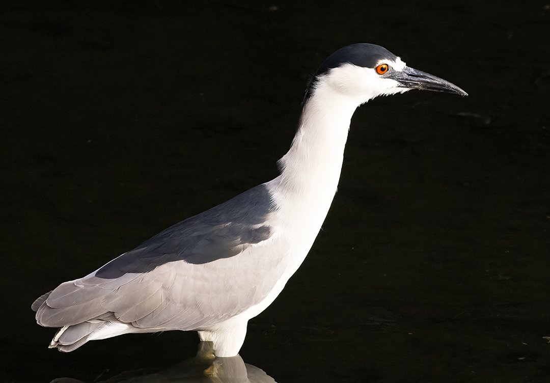 StoeckyFilms's tweet photo. Black Crowned Night Heron-Perfect pose!

As the sun rose, the heron was lit by the sun's rays  as the background under a bridge remained in the shadows offering a perfect portrait!

#birdstwitter #Canon #wildlifephotography #birdphotography #birds #naturephotography https://t.co/RL6oArQlBi