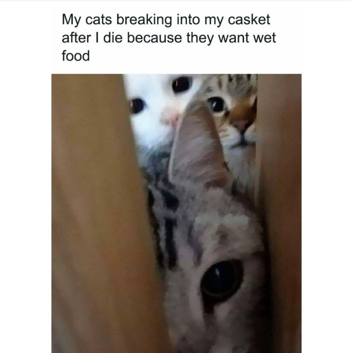 KellieADennis74's tweet photo. #CatTruths https://t.co/E5smSaCADN
