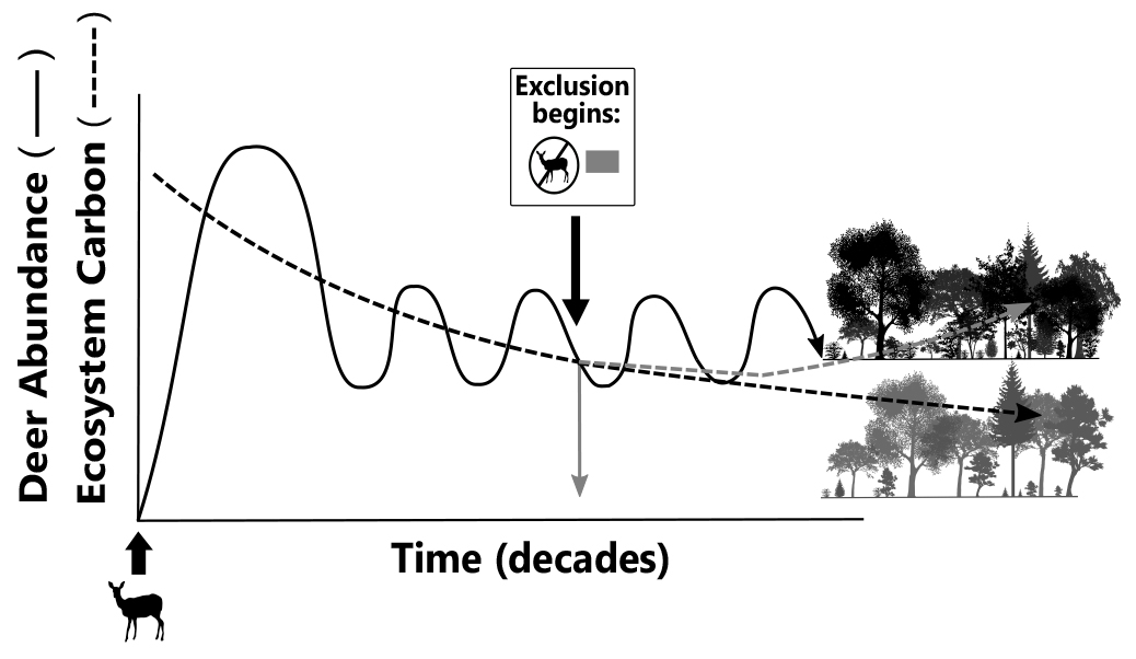 ESAApplications's tweet photo. New and #OpenAccess in @ESAApplications:
Long-term exclusion of invasive ungulates alters tree recruitment and functional traits but not total forest carbon
https://t.co/hquBgCGXR7
With #OpenData in @mwlr_nz's DataStore
#BiologicalInvasion #EcosystemFunction @KaraE_Allen https://t.co/Sogw1OkJDj