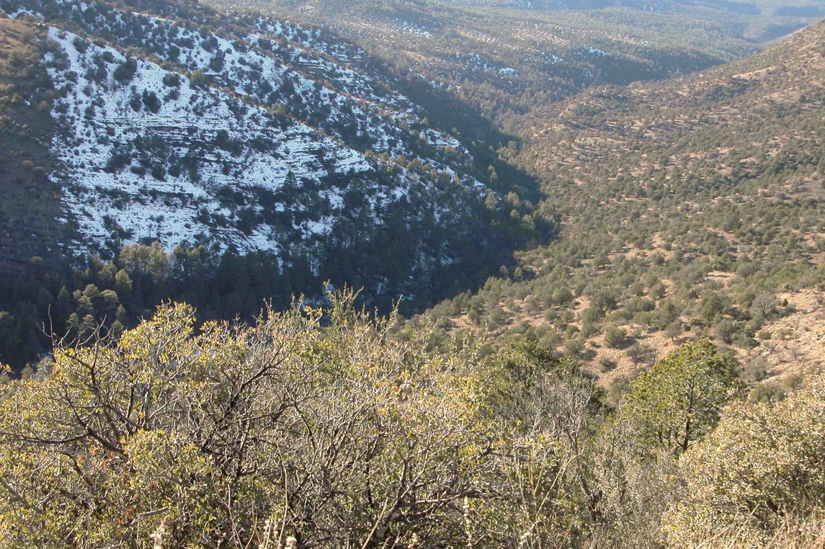 Special Issue Announcement: Predictive Biogeography <a href="/EcographyJourna/">Ecography</a> @cn_meynard @record_lab Dominique Gravel, Nuria Galiana ecography.org/blog/call-pape…