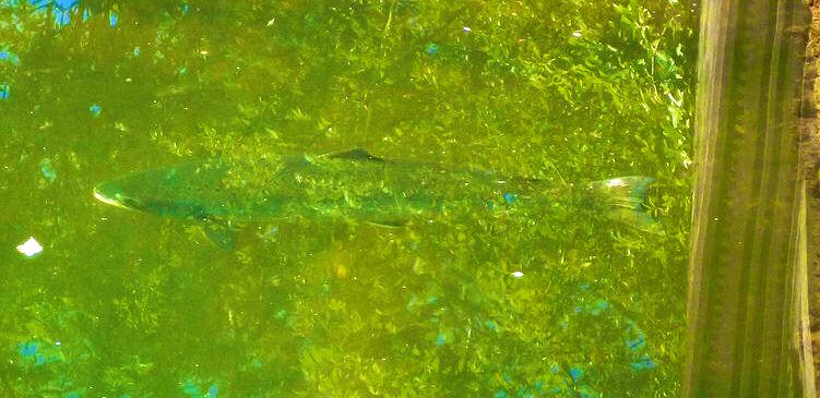 blackgull's tweet photo. did you know #salmon inhabit Hampshire and Dorset?

southern England* and northern France are home to all the world’s chalk streams

partnership science at #Samarch conf day 1

[pic: salmon in the river Piddle* @SCTapper] https://t.co/yF6POKrOlQ