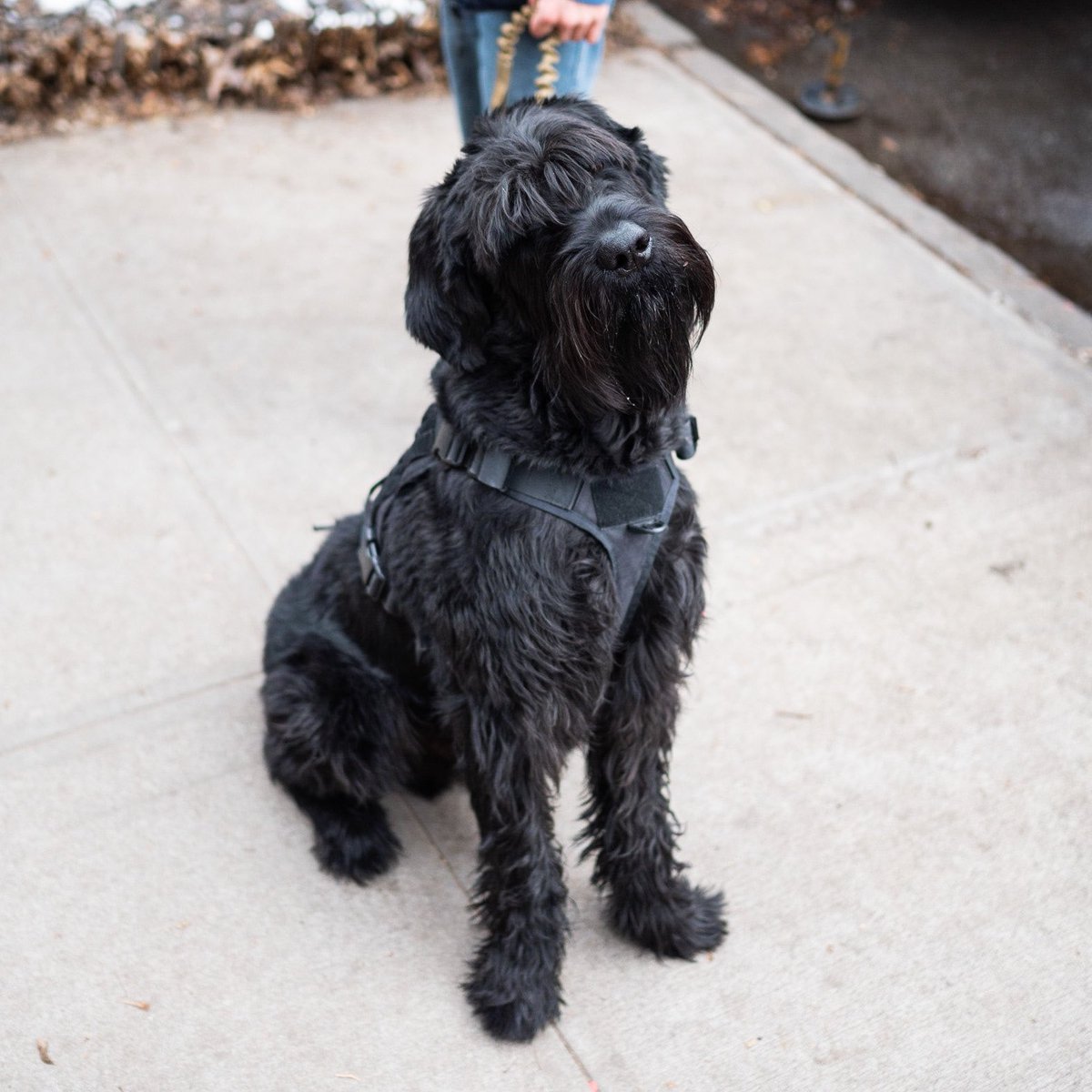 thedogist's tweet image. Gallito, Giant Schnauzer (2 y/o), Carlton &amp;amp; Willoughby Ave., Brooklyn, NY • “I’m his walker – I’ve been with him since he was a baby. Once we’re back in the house, he’s just a big cuddler. He has a sister who’s a year younger, and she’s like a little muppet.“