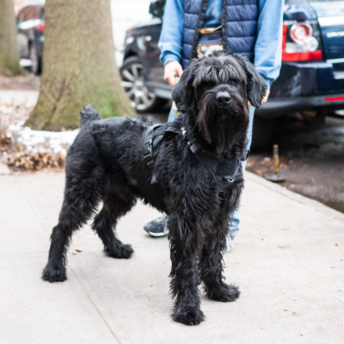 thedogist's tweet image. Gallito, Giant Schnauzer (2 y/o), Carlton &amp;amp; Willoughby Ave., Brooklyn, NY • “I’m his walker – I’ve been with him since he was a baby. Once we’re back in the house, he’s just a big cuddler. He has a sister who’s a year younger, and she’s like a little muppet.“
