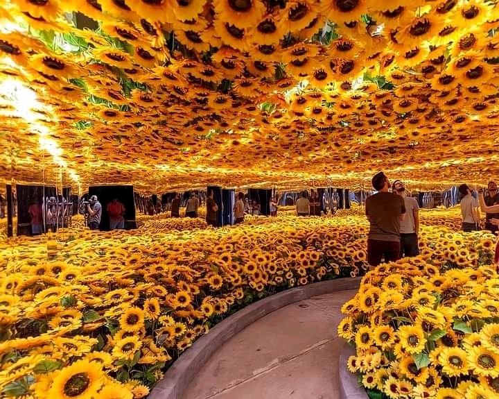 Sala de girassol na exposição de arte viva de Van Gogh 🌻