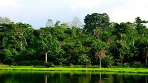 EnvironPeaceFnd's tweet photo. Nigeria forest is rich in diversity of  wildlife including 899 species of birds, 274 mammals, 154 reptiles, 53 amphibians, and 4,715 species of higher plants. But it's among highly threatened on the planet due to uncontrolled logging, oil exploration and sick environmental laws. https://t.co/1Td7BHI97G