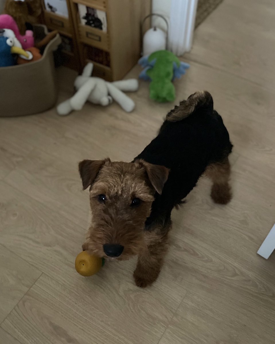 Alice_The_Welsh's tweet photo. OI! STOP WORKIN’ AND PLAY WITH ME 💚 #poweredbym&sbananaloaf https://t.co/ltMMlBFK3p