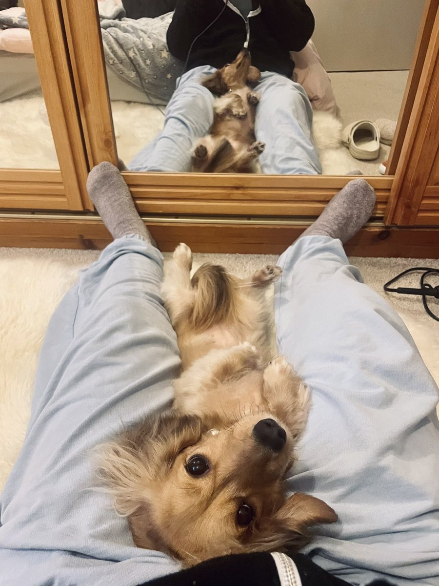 poopernoodle's tweet photo. clingiest dog I’ve ever known https://t.co/1Hf9JtfYGU
