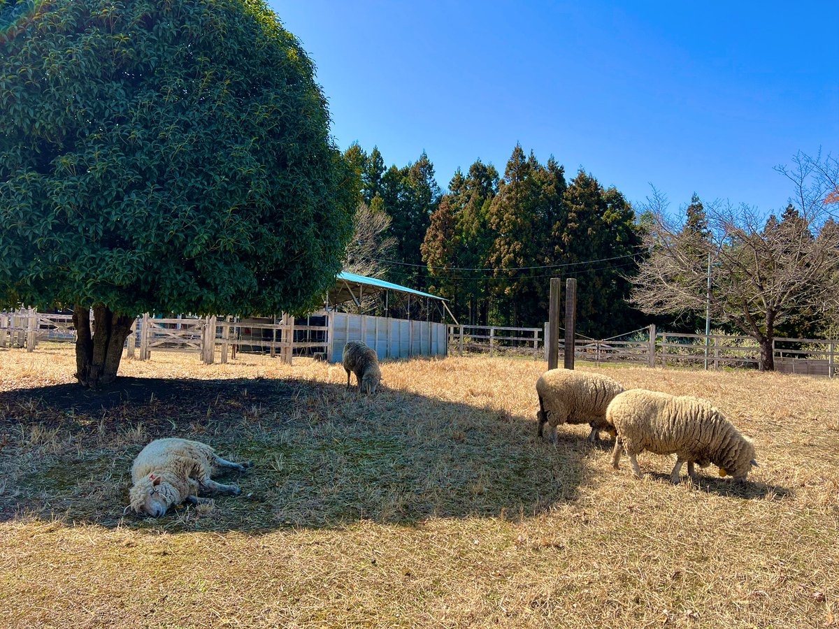 7_Naaaaaaami's tweet photo. 秩父の小鹿神社と羊山公園🐑
お昼は鹿粋軒🍜
最後は地元の土手で📸

綺麗な景色とかおすすめあったら教えてほしいな〜

#バイク
#Z400 https://t.co/0MzgrS3Pfd