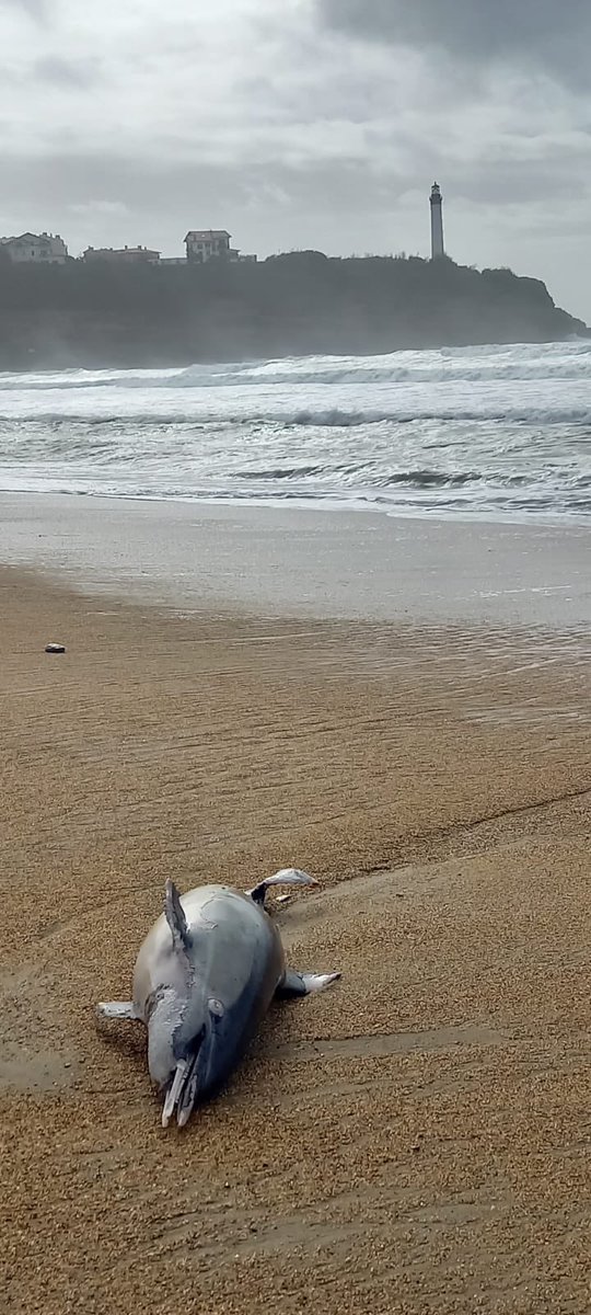 hugoclement's tweet photo. Et puis, un jour, ça arrive sur la plage où tu te balades tous les jours. 

Dauphin échoué à Anglet, plage du VVF. 

Le massacre continue, sans aucune action concrète du gouvernement. https://t.co/lHEQ1UyY8X