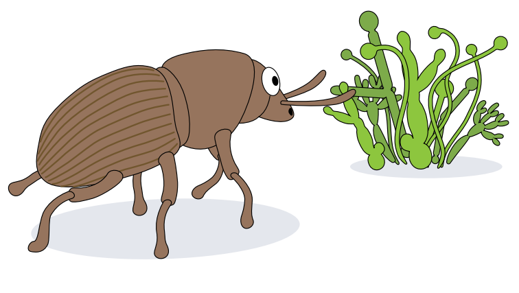 📢Bark beetles sniff out their fungal symbionts on trees
nature.com/articles/s4157…

This study reports a fungal ectosymbiont that metabolizes resin monoterpenes of the host tree. The volatile products would function as cues for beetles to locate breeding sites with fungal symbionts