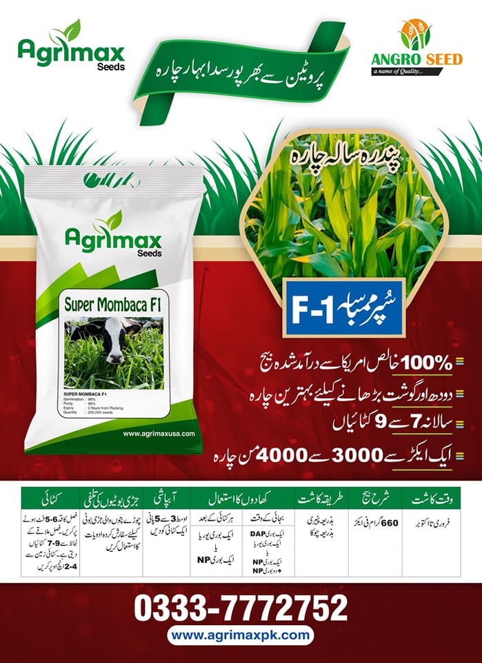 AngroSeed's tweet photo. پروٹین سے بھرپور سدا بہار چارہ  سُپر ممبا سہ F-1 خالص امریکہ سے درآمد شدہ بیج.
Call or Visit us for more details
0333-7772752
#angroseed #angroseedcompany #Agrimax #supermombaca #seeds #animalfeed #animalfood  #bestseeds #seed #f1 https://t.co/hRiAzLdrfI