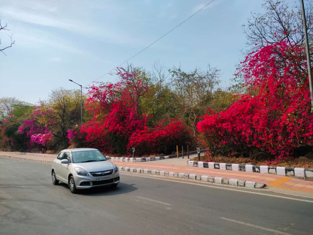 Harshit8182's tweet photo. Everyone’s allowed one spring in a year . #Spring2023 https://t.co/kCtTY0TmmB