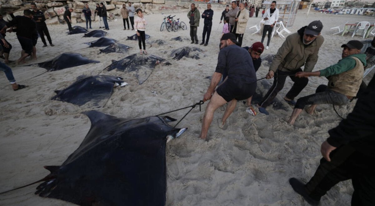 Dozens of Endangered *Devil* Rays caught during annual migration along Gaza coast. Local fisherman says each boat can carry 20-30 rays. 'People like them a lot.' france24.com/en/live-news/2… For more on this seasonal fishery, see paper by @danielfernan7 et al.: link.springer.com/article/10.100…