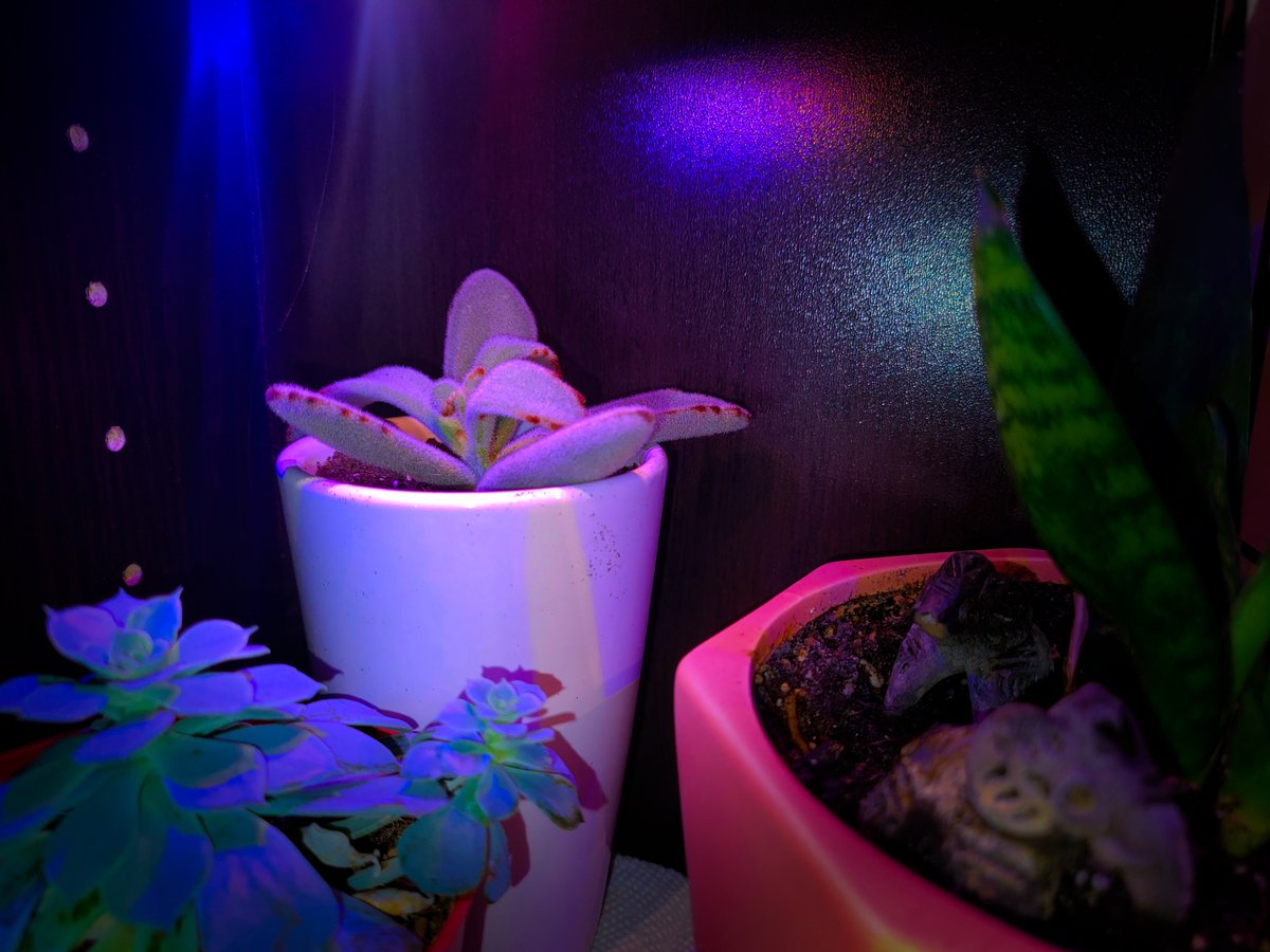 aspiringplntdad's tweet photo. So… galaxy cameras aren’t always the equivalent of a potato. Experimented with light and dark. Enjoy some ✨pictures✨ #planttwitter #succulents https://t.co/8ocOYBTjUl