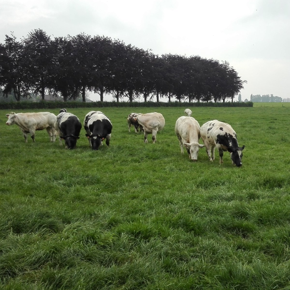 FrancoisMaclot's tweet photo. Very glad to see the big piece of my PhD published today in @JournalSpectrum about virus ecology and diversity in Belgian agro-ecosystems, and the discovery of 37 novel viruses in wild and cultivated grasses.  https://t.co/sYMUaTvjeZ @Be_Phytopath
 @UniversiteLiege
 @frsFNRS https://t.co/qMG5Oj2DAo