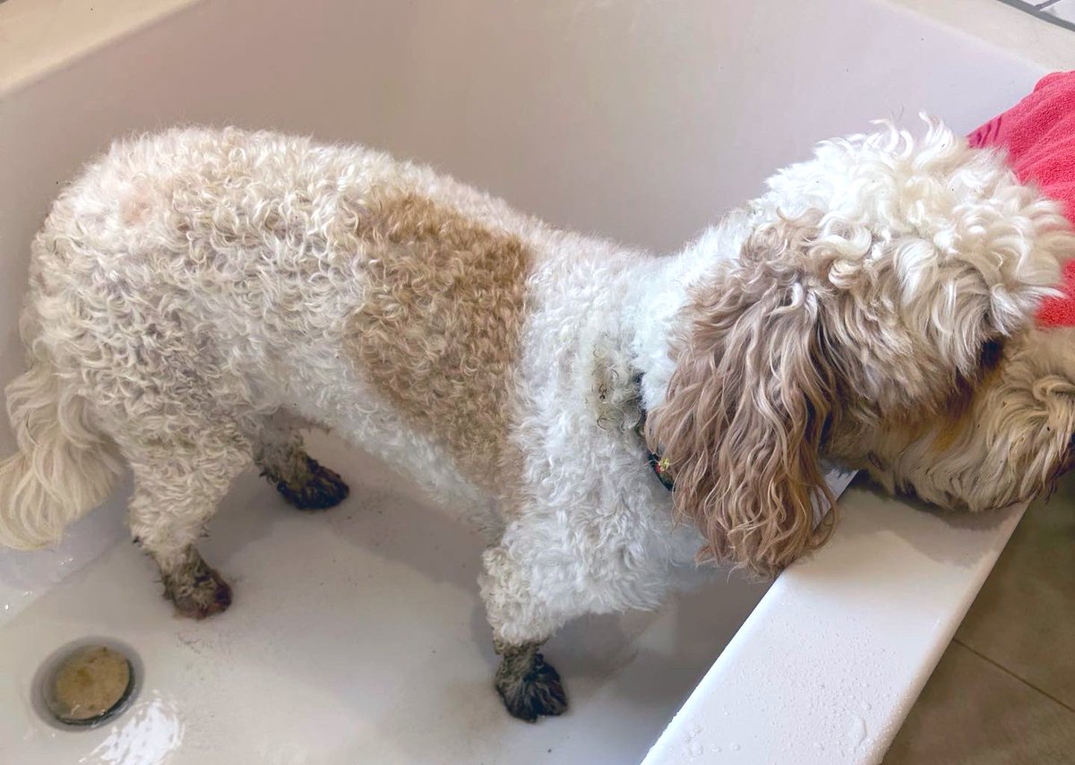 georgie_lloyd's tweet photo. For the second day in a row #knobdog goes out with his dog walker, rolls in 🦊 💩, but this time comes home with trotters !! https://t.co/iRD7SdqNpW