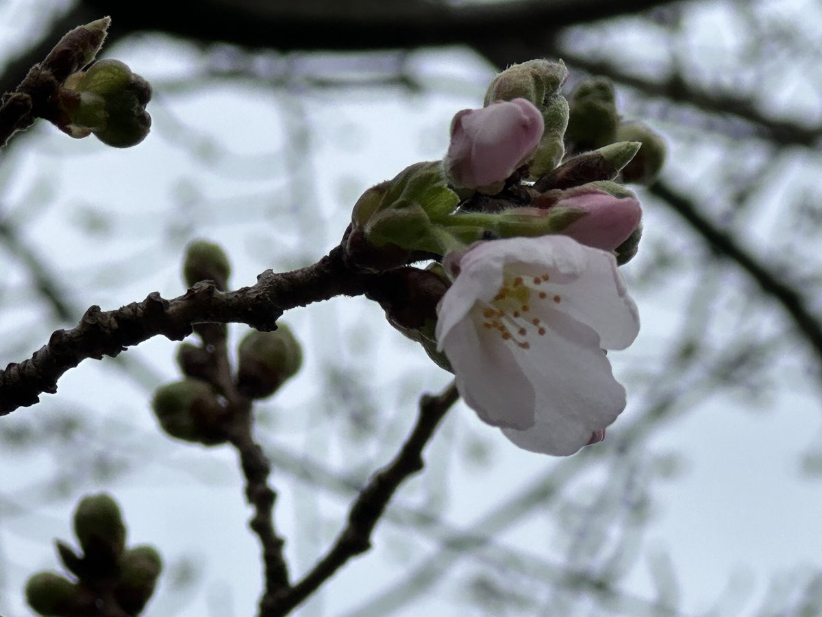 Voorjaar komt er aan! Eerste bloesem in Japanse kersenboom. 🌳#DaarBenlkAanToe