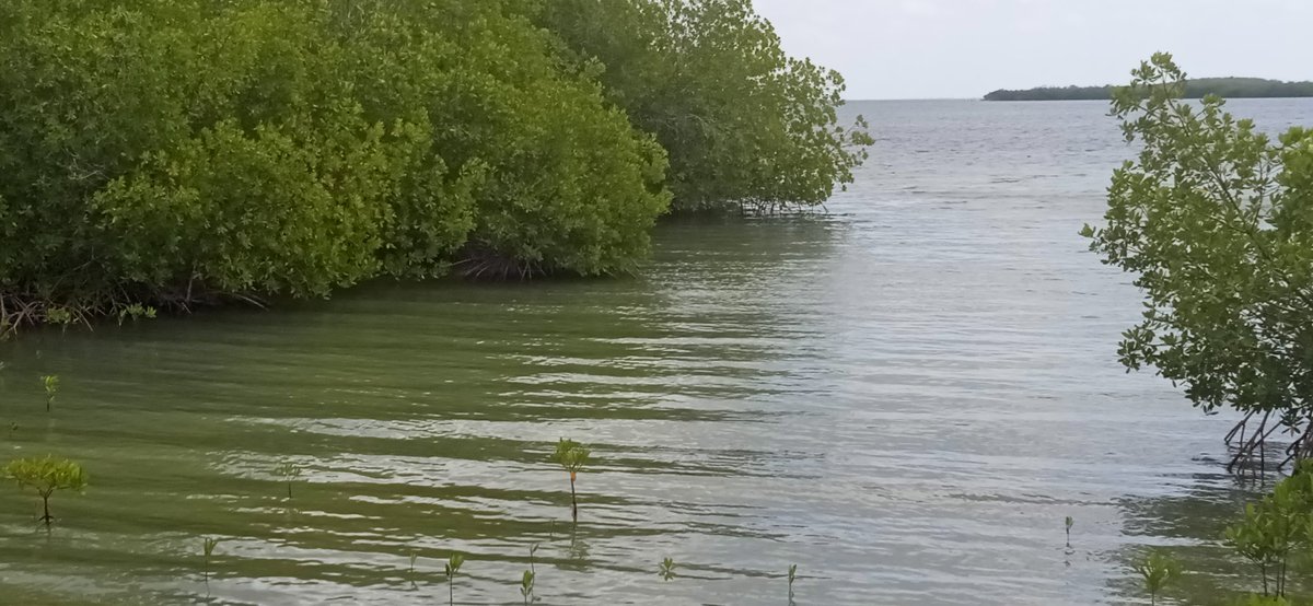 Otro importante resultado de #ResilienciaCostera en #Camagüey  es la rehabilitación de manglares en la ensenada del Gremio del Área Protegida Ballenatos y Manglares de la Bahía de Nuevitas con categoría de refugio de fauna.
#SoyResiliente
#UE_GCCA+ #pnudcuba 

[Abrimos hilo]
👇