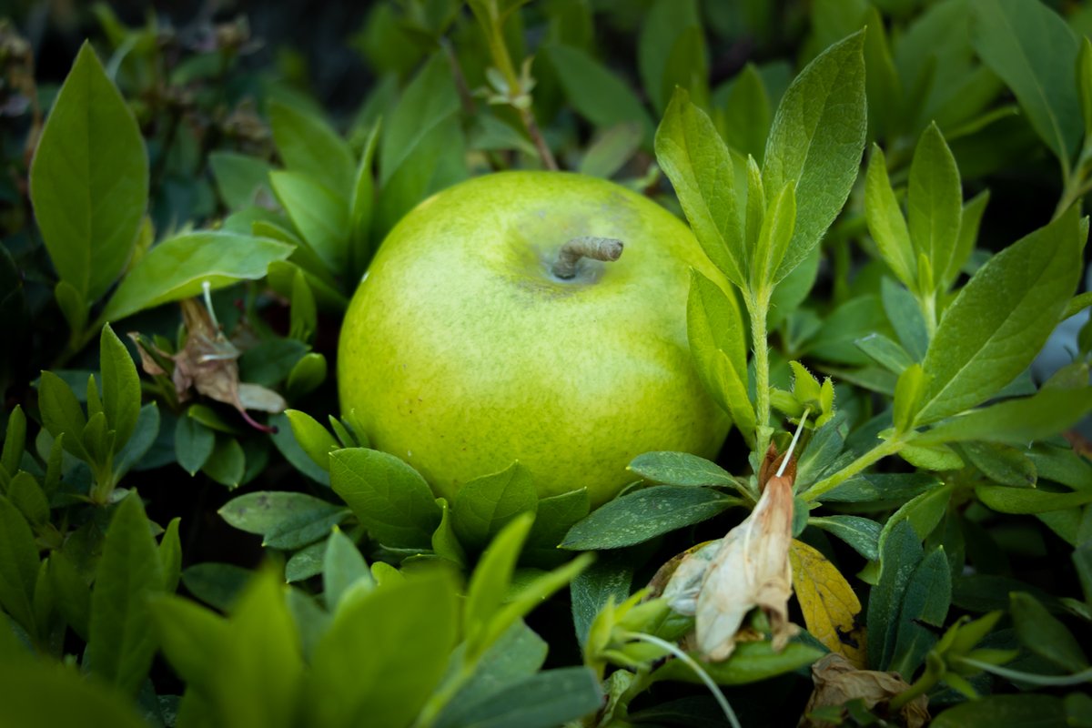HunterKfptc's tweet photo. Just a Few Creative Photos of an... Apple #creative #photography #Canon #90d #floridapanhandle 
#closeup #shadow #lowkey #highkey https://t.co/g2jn5Qc3Ao