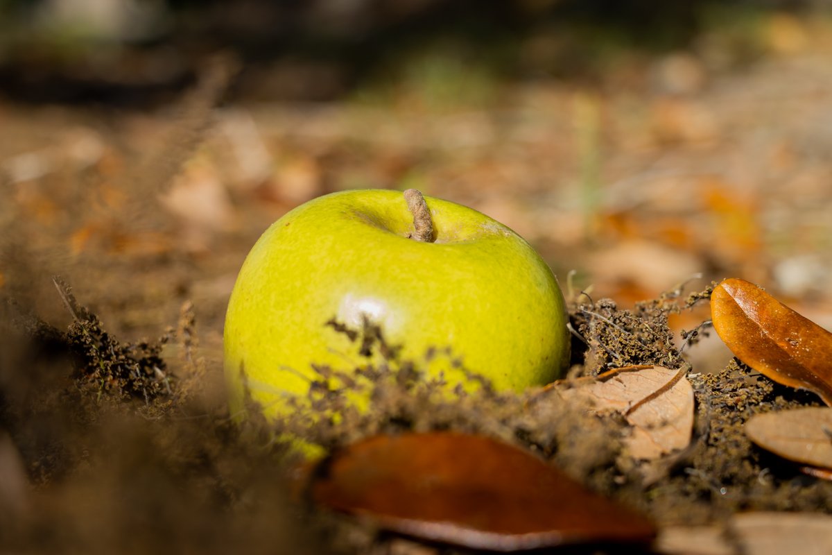 HunterKfptc's tweet photo. Just a Few Creative Photos of an... Apple #creative #photography #Canon #90d #floridapanhandle 
#closeup #shadow #lowkey #highkey https://t.co/g2jn5Qc3Ao