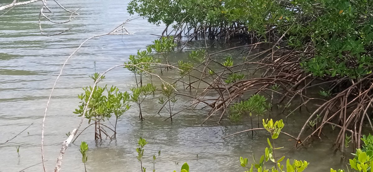 Entre las acciones destacan monitoreos al ecosistema, eliminación de especies exóticas invasoras, mantenimiento de canales, trochas contra incendios y la vigilancia y protección que se revierten en beneficio de la comunidad al ser los manglares la primera línea de protección.