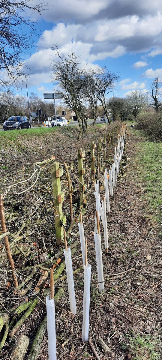 A very rewarding start to the day doing hedgelaying and planting! 🌳 Nice mix of native trees for a thick, species rich hedgerow. Amazing seeing the skill of the professional hedgelayers too! Thanks <a href="/CPREAvonBristol/">CPRE Avon and Bristol</a> for a great session! 

#HedgerowHeroes
<a href="/CPRE/">CPRE The countryside charity</a>