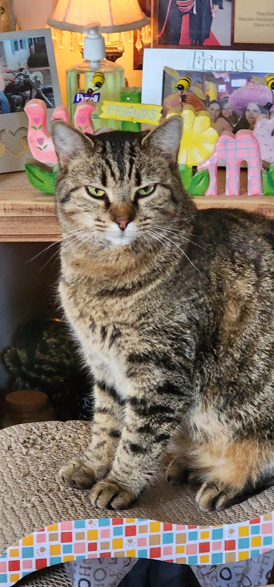 TinaSneed4's tweet photo. @michaelscat2 This one has a teal attitude! 🤣🤣 She's my girl and I love her. 💕 

#catwithanattitude https://t.co/z3zgiFmMPp